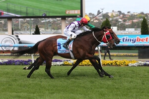 Ocean Park Cox Plate